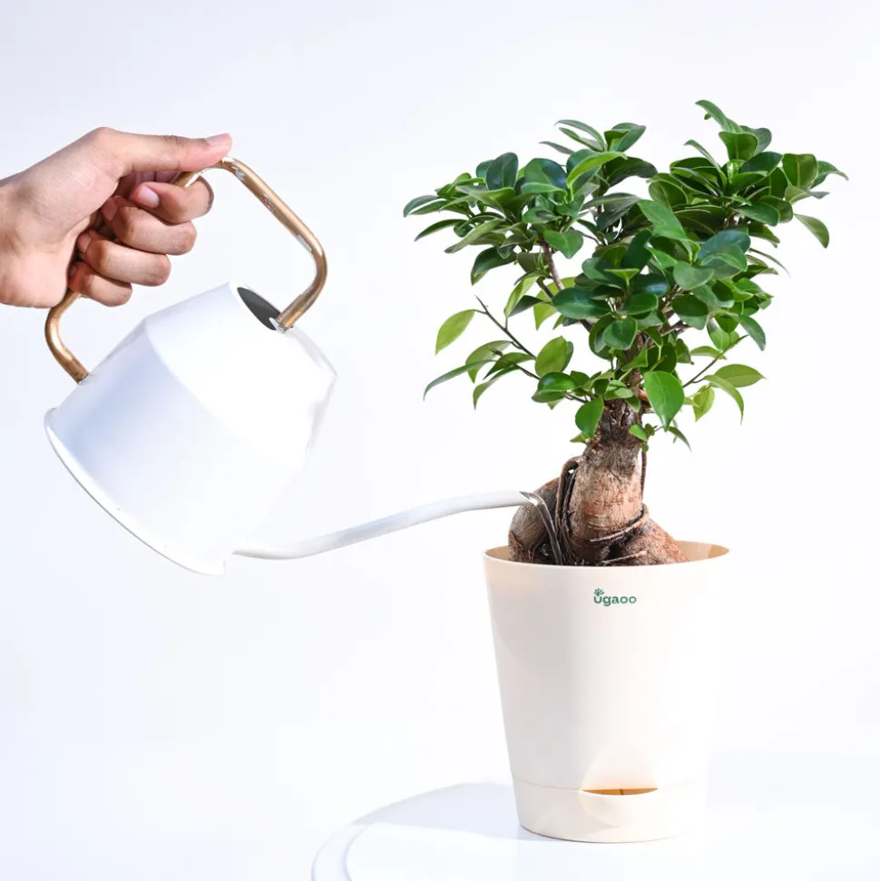 Ficus Bonsai Plant