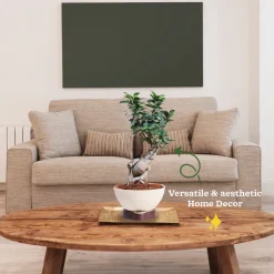 Ficus Bonsai Plant