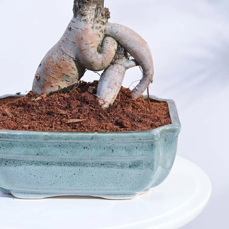 Ficus Bonsai Plant