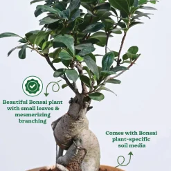 Ficus Bonsai Plant