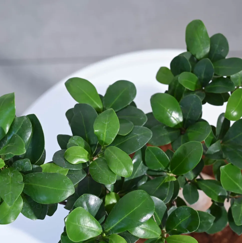 Ficus Bonsai Plant