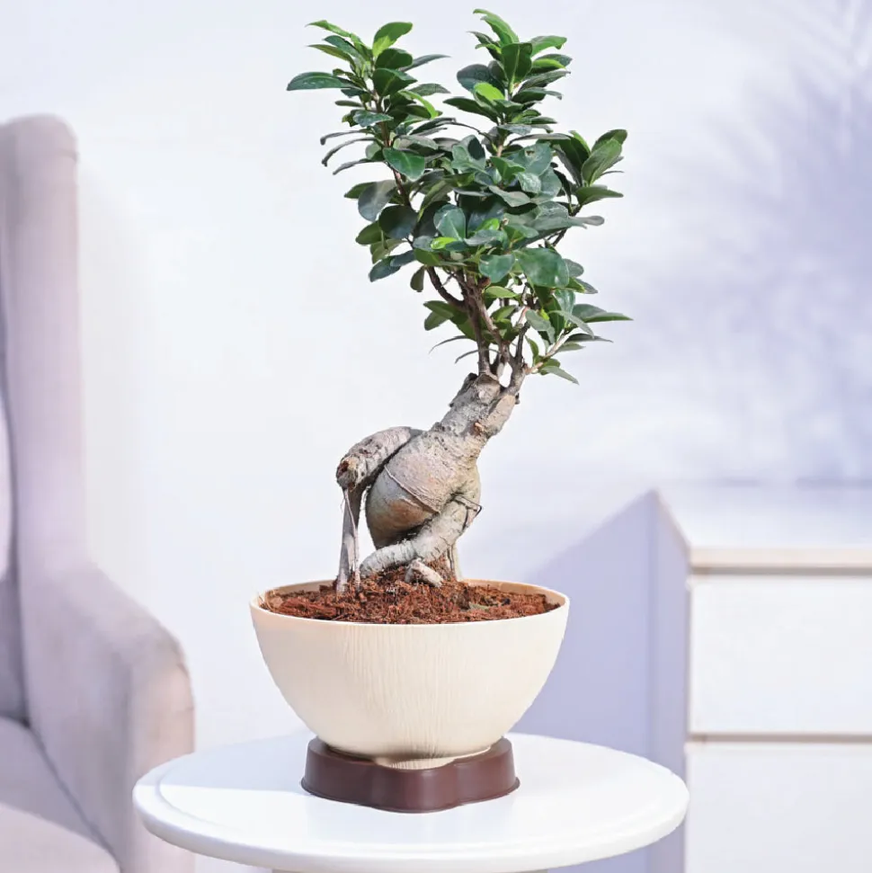 Ficus Bonsai Plant