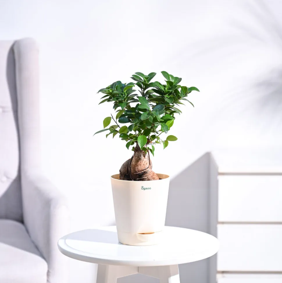 Ficus Bonsai Plant