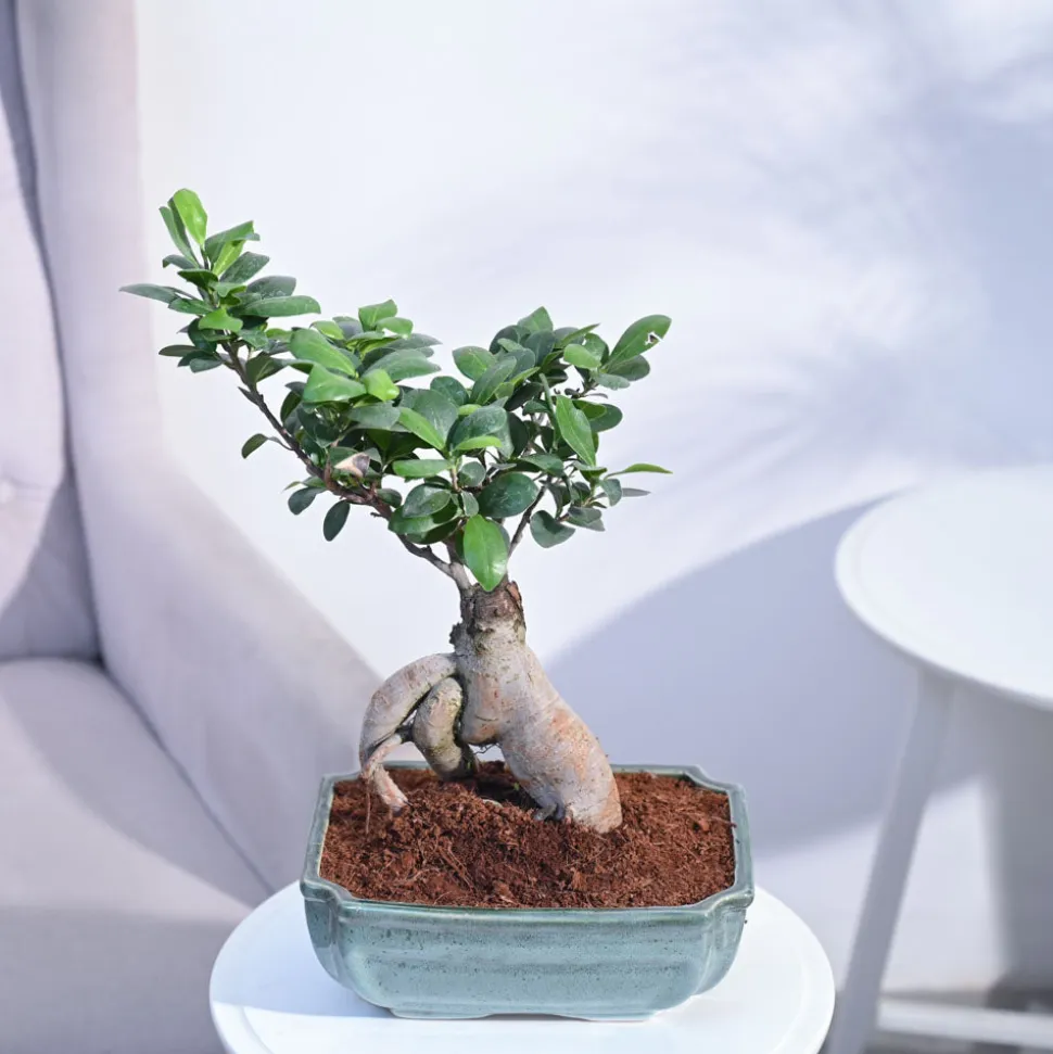 Ficus Bonsai Plant