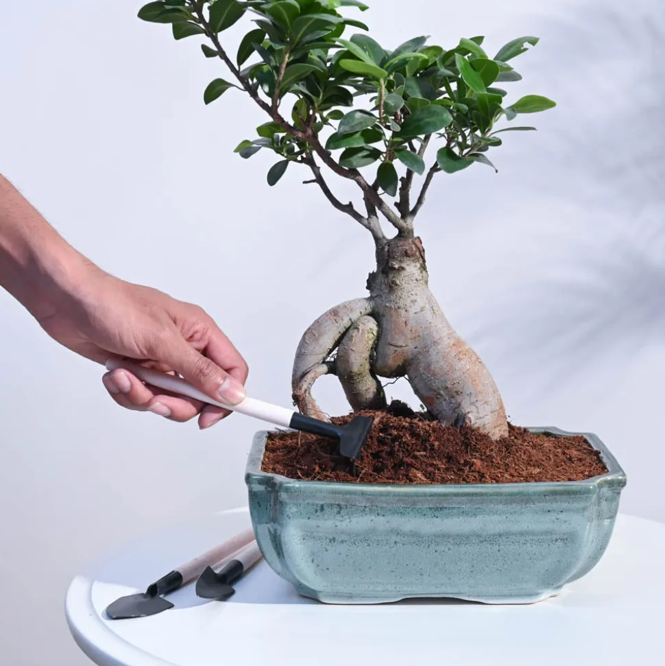 Ficus Bonsai Plant