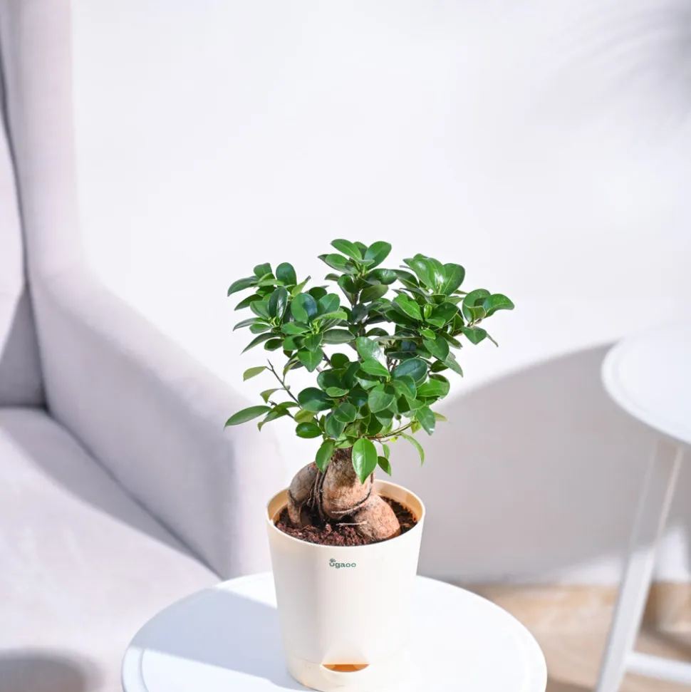 Ficus Bonsai Plant