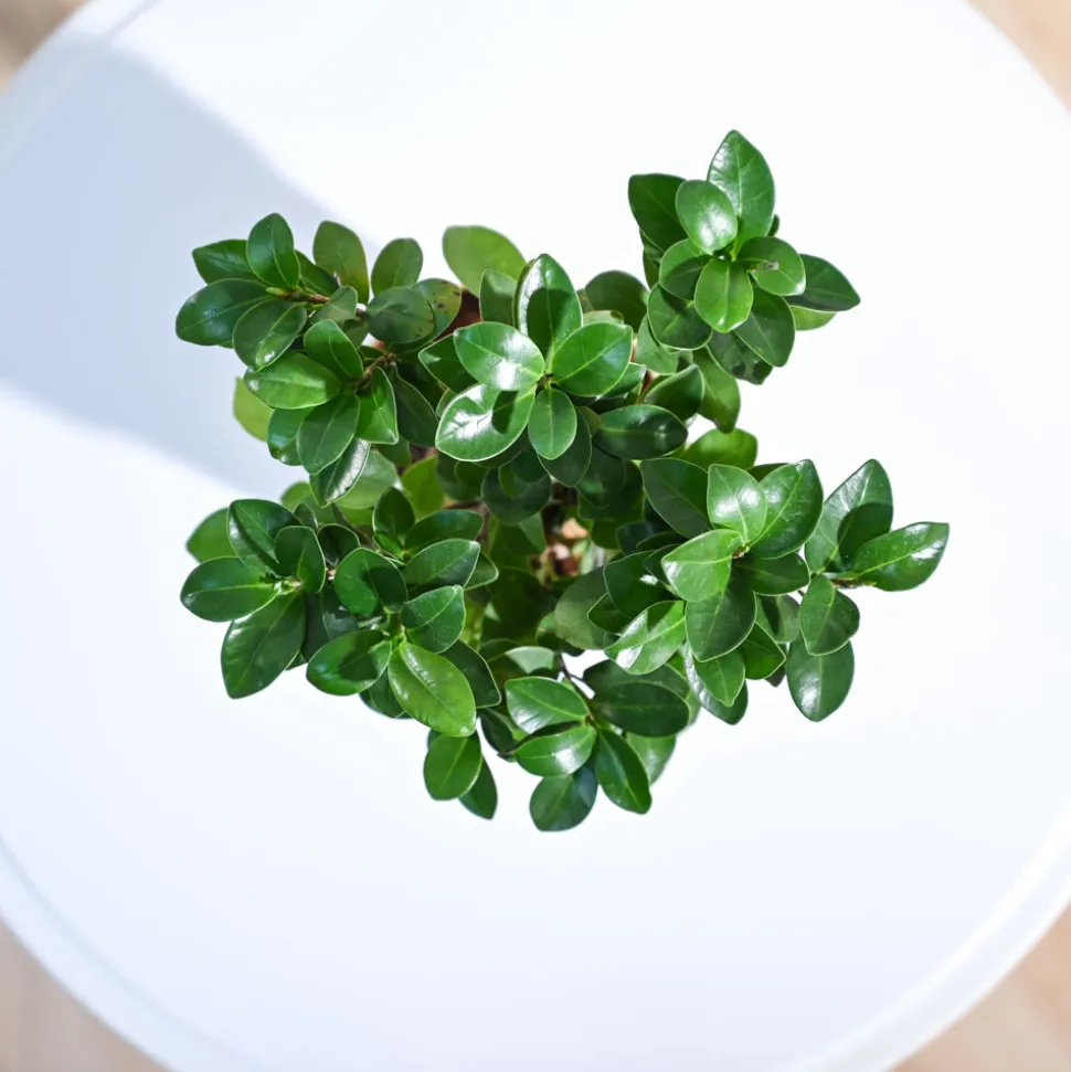Ficus Bonsai Plant