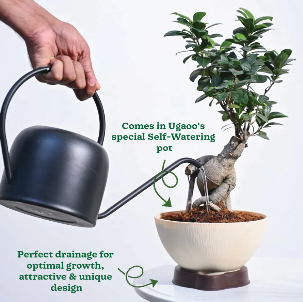 Ficus Bonsai Plant