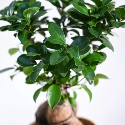 Ficus Bonsai Plant