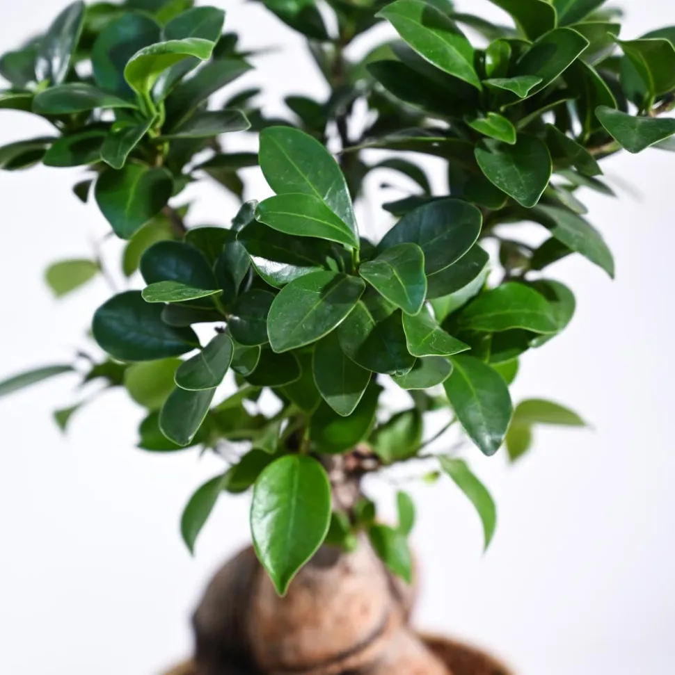 Ficus Bonsai Plant