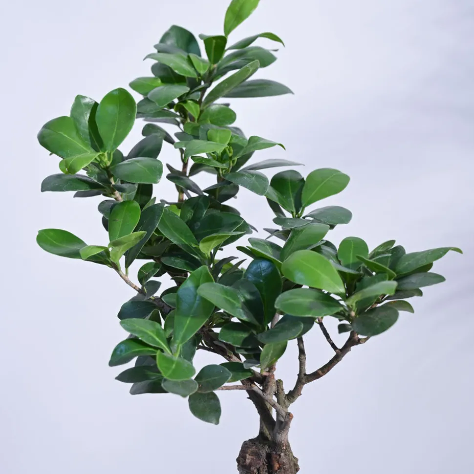 Ficus Bonsai Plant