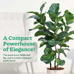 Ficus Lyrata Bambino -XL