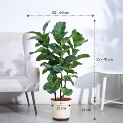 Ficus Lyrata Bambino -XL
