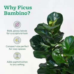 Ficus Lyrata Bambino -XL