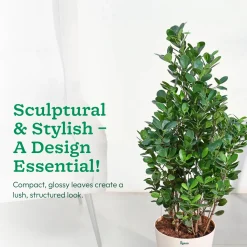 Ficus Moclame Plant - XL