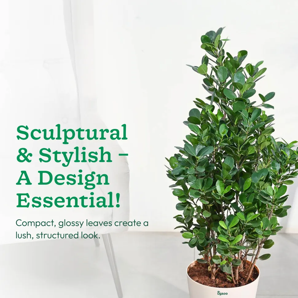 Ficus Moclame Plant - XL