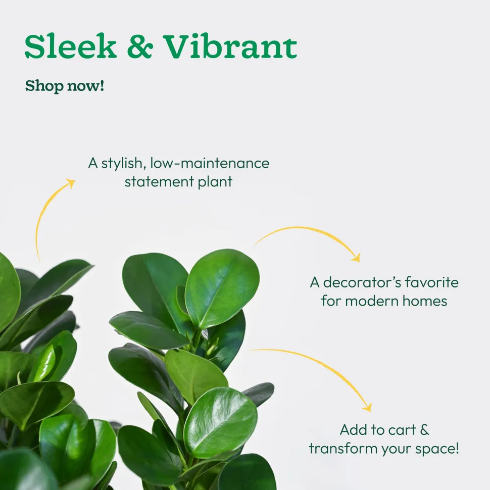 Ficus Moclame Plant - XL