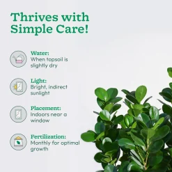 Ficus Moclame Plant - XL