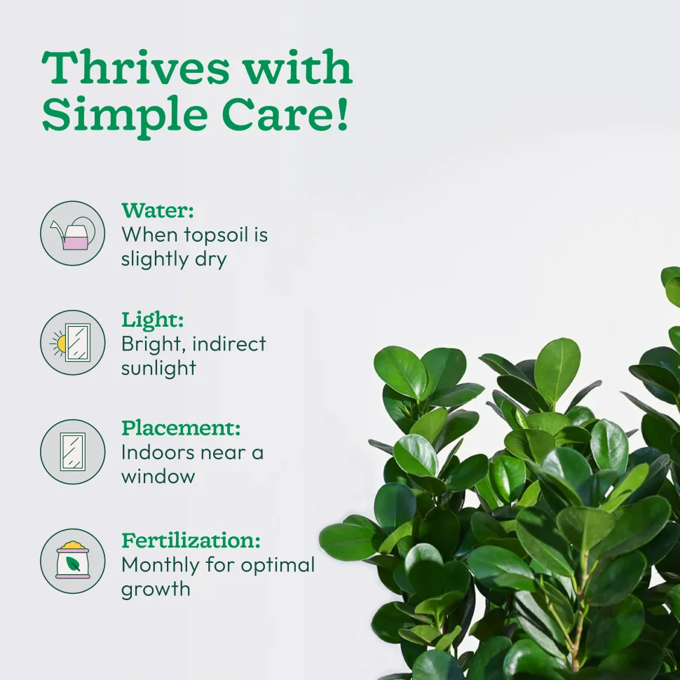 Ficus Moclame Plant - XL