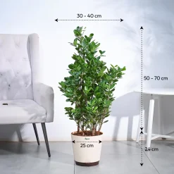 Ficus Moclame Plant - XL