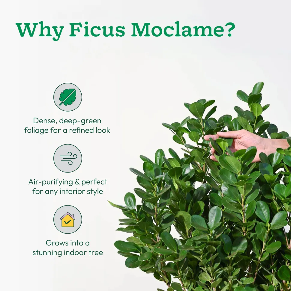 Ficus Moclame Plant - XL