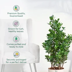 Ficus Moclame Plant - XL