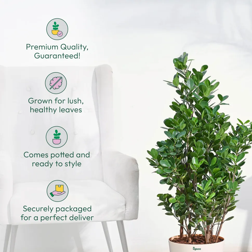 Ficus Moclame Plant - XL
