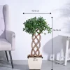 Ficus Netted Microcarpa