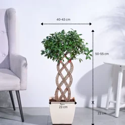 Ficus Netted Microcarpa