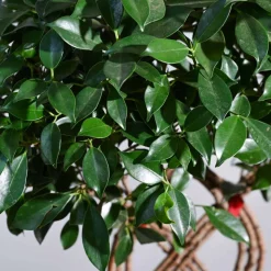 Ficus Netted Microcarpa
