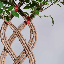 Ficus Netted Microcarpa