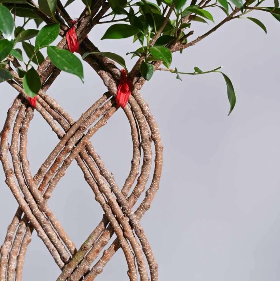 Ficus Netted Microcarpa