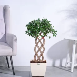 Ficus Netted Microcarpa