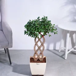 Ficus Netted Microcarpa
