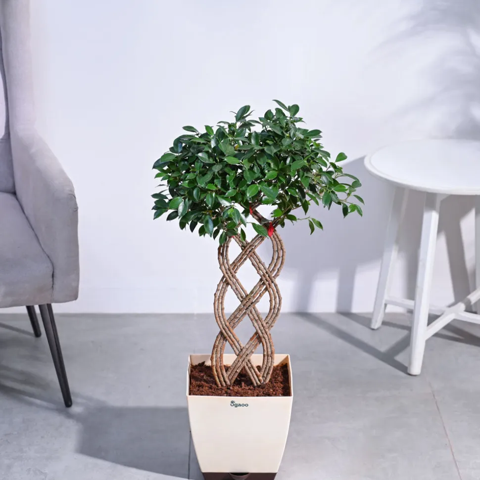 Ficus Netted Microcarpa