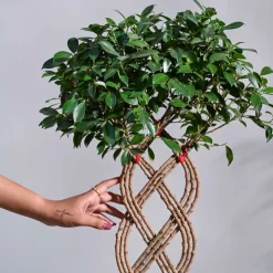 Ficus Netted Microcarpa