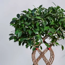 Ficus Netted Microcarpa