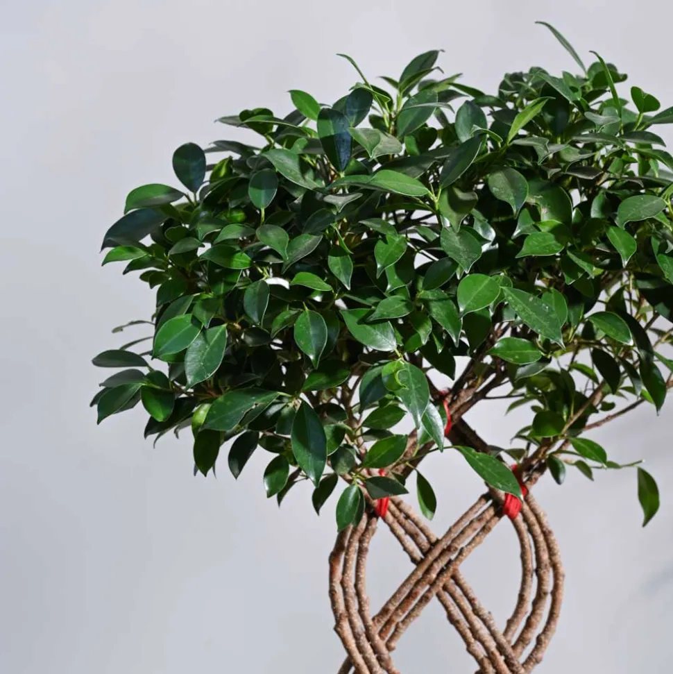 Ficus Netted Microcarpa