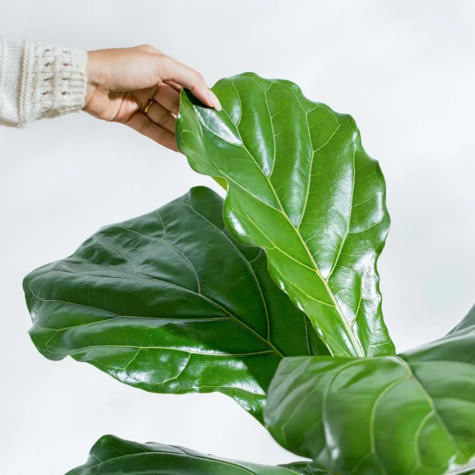 Fiddle Leaf Fig Plant