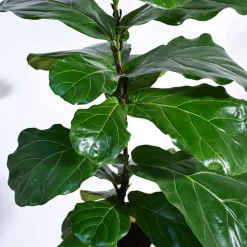 Fiddle Leaf Fig Plant