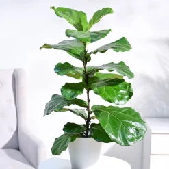 Fiddle Leaf Fig Plant
