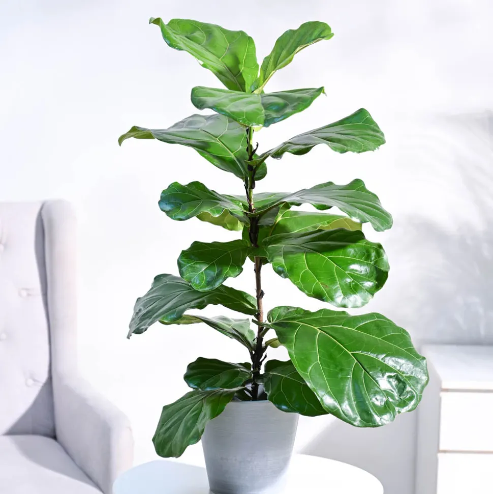 Fiddle Leaf Fig Plant
