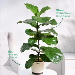 Fiddle Leaf Fig Plant