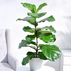 Fiddle Leaf Fig Plant