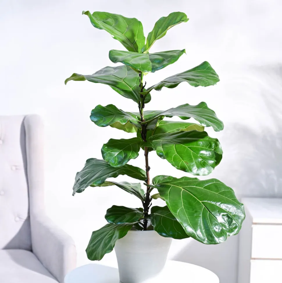 Fiddle Leaf Fig Plant