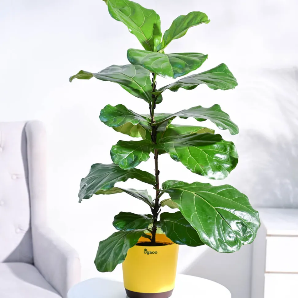 Fiddle Leaf Fig Plant