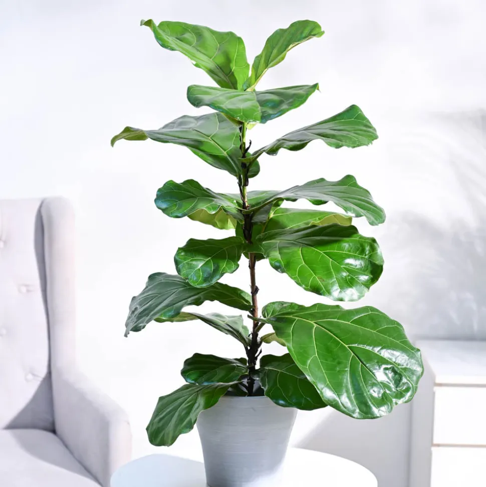 Fiddle Leaf Fig Plant