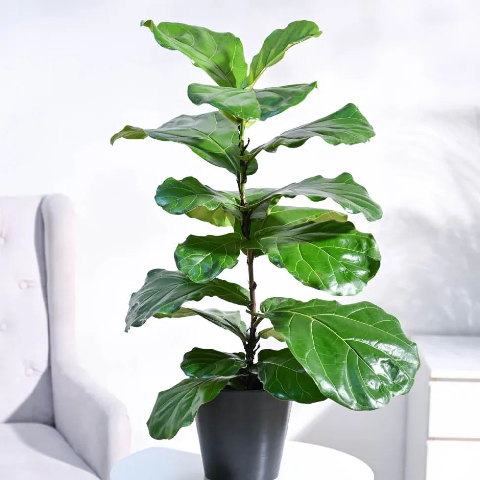 Fiddle Leaf Fig Plant