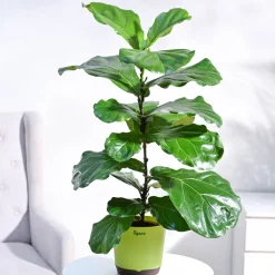Fiddle Leaf Fig Plant