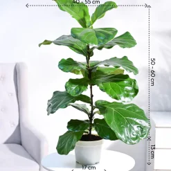 Fiddle Leaf Fig Plant